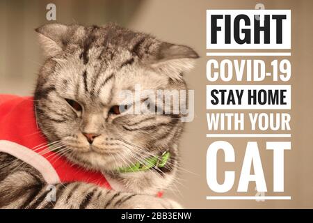 Cute feline e messaggio di rimanere a casa con il vostro gatto e stare al sicuro dal covid-19 focolaio Foto Stock