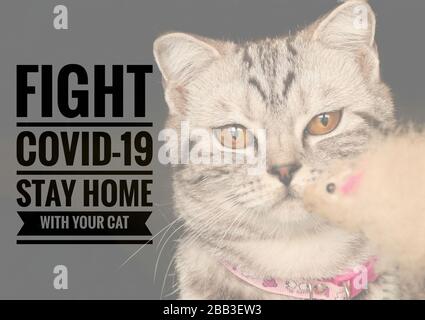 Adorabile felina per animali domestici e un messaggio per rimanere a casa con il vostro gatto e stare al sicuro dal covid-19 focolaio Foto Stock
