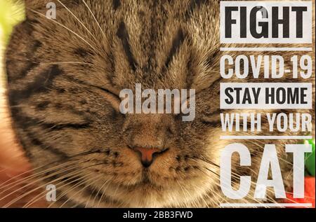 Cute feline e messaggio di rimanere a casa con il vostro gatto e stare al sicuro dal covid-19 focolaio Foto Stock