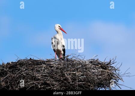 La cicogna bianca (Ciconia ciconia) è un uccello della famiglia dei ciconidi, nidificato in primavera. Sfondo blu Foto Stock