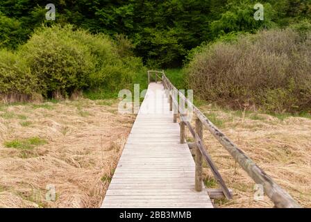 Sul sentiero escursionistico Eifelsteig in Eifel, Germania Foto Stock