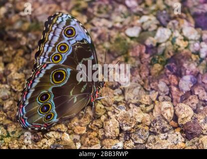 Lato macro primo piano di una farfalla blu morfo, specie di insetto tropicale dall'America Foto Stock