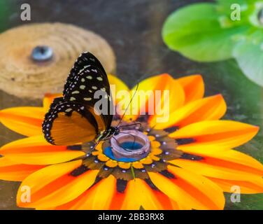 Macro closeup di una tigre ala lunga farfalla che beve nettare, specie di insetto tropicale colorato dal Messico e dal perù Foto Stock