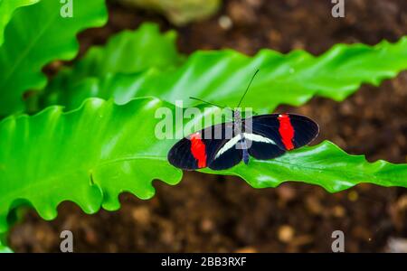 Macro primo piano di una piccola farfalla rossa postmanina con ali aperte, specie di insetti tropicali da Costa Rica, America Foto Stock