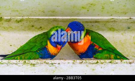 Closeup di una coppia arcobaleno loricheet preening l'un l'altro, comportamento tipico dell'uccello, specie animale tropicale dall'Australia Foto Stock