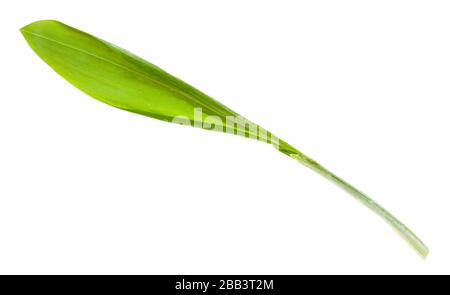 germoglio di aglio fresco selvatico (ramson) isolato su sfondo bianco Foto Stock