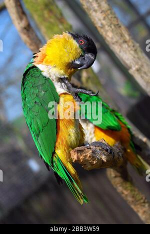 Senegal Parrot preening in UN albero Foto Stock
