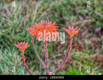 Arancio Aloe vera Cactus Fiore Foto Stock
