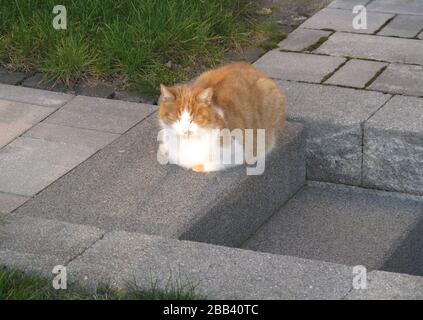 un gatto domestico sta dormendo nel sole all'aperto in un giardino Foto Stock