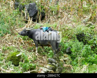 Ragazzo in cima ad un bue a Sapa, Vietnam Foto Stock