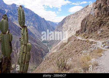 Escursione nel canyon di Colca vicino ad Arequipa, Perù Foto Stock