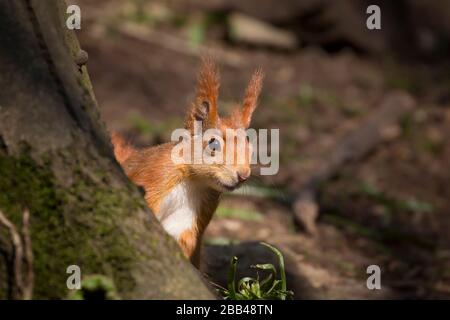 Vista frontale primo piano, cute selvaggio UK rosso scoiattolo animale (Sciurus vulgaris) isolato in bosco naturale sole nascosto dietro l'albero. Fauna britannica. Foto Stock