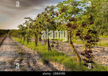 Il sambuco orchard in Ungheria centrale Foto Stock