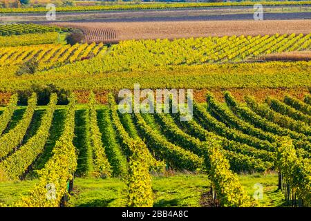 Vigneto autunnale vicino a Langenlois, bassa Austria, Austria Foto Stock