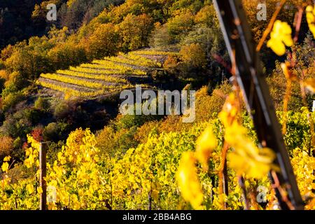 Regione vinicola Wachau al momento della vendemmia in Austria Foto Stock