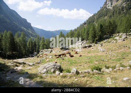 Mucche nelle alpi francesi Foto Stock