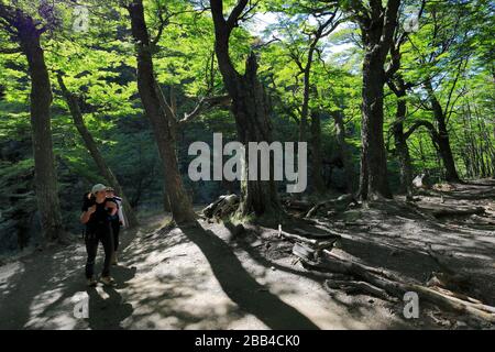 Camminatori lungo la valle del Rio Ascendente, Parco Nazionale Torres de Paine, Regione Magallanes, Patagonia, Cile, Sud America Foto Stock