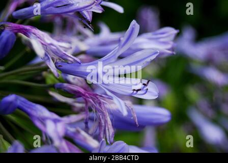 Primo piano di un bel fiore viola Agapanthus in Provenza, Martigues. Agapanthe pulci Foto Stock