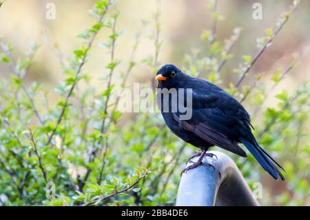 Uccello nero maschio, Turdus merula, arroccato in un giardino. Foto Stock