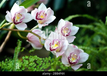 Orchidee delicate con piante verdi in lontananza in un giardino botanico Foto Stock