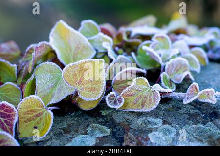 Foglie di Ivy congelate in inverno Foto Stock