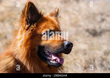 faccia di un cane rosso-marrone, naso nero, bocca aperta, denti e lingua, sfondo sfocato, soffice pelliccia Foto Stock