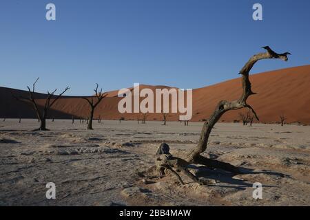 Paesaggio surreale di alberi morti su una salina di fronte alle dune di sabbia a Deadvlei, Namibia Foto Stock