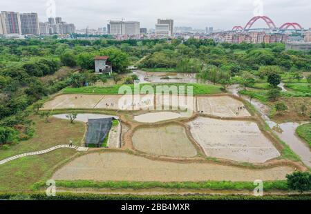 (200330) -- GUANGZHOU, 30 marzo 2020 (Xinhua) -- Foto aerea scattata il 30 marzo 2020 mostra agricoltori di Guangzhou Haizhu Wetland piantando piantine di riso a Guangzhou, capitale della provincia del Guangdong della Cina meridionale. (Xinhua/Liu Dawei) Foto Stock