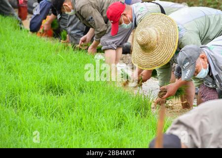 (200330) -- GUANGZHOU, 30 marzo 2020 (Xinhua) -- agricoltori di Guangzhou Haizhu Wetland piantano piantine di riso a Guangzhou, capitale della provincia di Guangdong della Cina meridionale, 30 marzo 2020. (Xinhua/Liu Dawei) Foto Stock