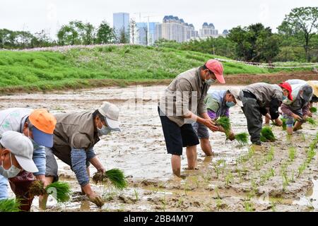 (200330) -- GUANGZHOU, 30 marzo 2020 (Xinhua) -- agricoltori di Guangzhou Haizhu Wetland piantano piantine di riso a Guangzhou, capitale della provincia di Guangdong della Cina meridionale, 30 marzo 2020. (Xinhua/Liu Dawei) Foto Stock