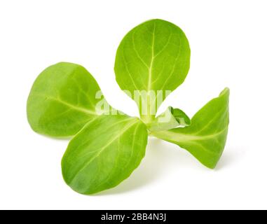 Insalata di mais isolata su sfondo bianco Foto Stock