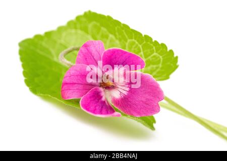 Viola odorata Rosso Fiori Fascino isolato su bianco Foto Stock