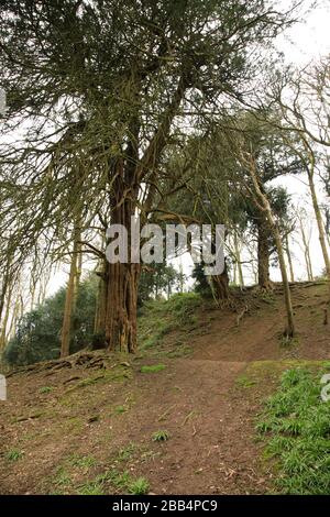 Difesa di terrapieno sul forte di collina di Wychbury, un forte di collina di età del ferro in Hagley, Worcestershire, Inghilterra, Regno Unito. Foto Stock