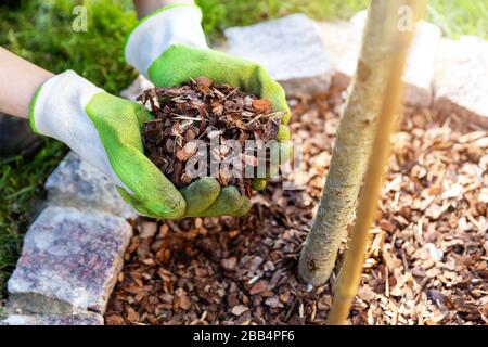 pacciamatura fiorito con pacciame di corteccia di pino Foto Stock