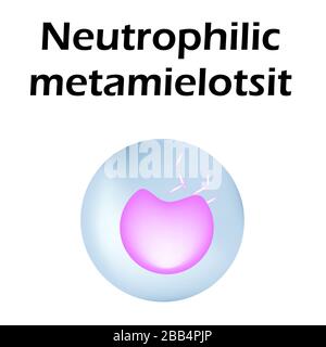 Struttura dei neutrofili. Neutrofili delle cellule del sangue. Metamelociti. Leucociti bianchi. Infografiche. Illustrazione vettoriale su sfondo isolato Illustrazione Vettoriale