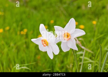 Narcissus bianco narcissus in verde primavera prato, Sehestedt, Jade, Wesermarsch, bassa Sassonia, Germania. Foto Stock