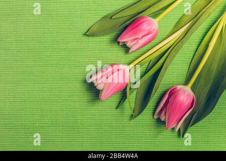 Tre freschi fiori di tulipano rosa con foglie poste su tovaglia verde con texture, spazio copia, decorazione a pianta piatta in colori pastello. Foto Stock