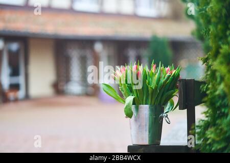 Bouquet di tulipani in un secchio di ferro. Fiori naturali. Foto Stock