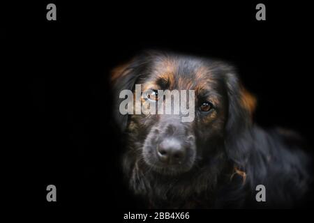 Cute scruffy mix razza cane ritratto su uno sfondo nero Foto Stock