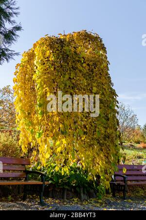 Gelso pianto - (morus alba pendula) in autunno con foglie verdi e gialle. Arboreto botanico, Niemcza, Polonia Foto Stock