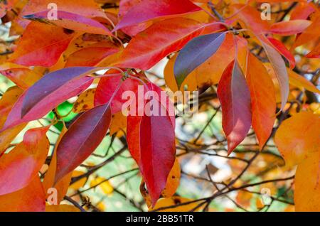 Foglie d'autunno rosso e arancio brillante di un Tupelo o di un albero di Gum nero (Nyssa sylvatica) in una botanica in Polonia. Foto Stock