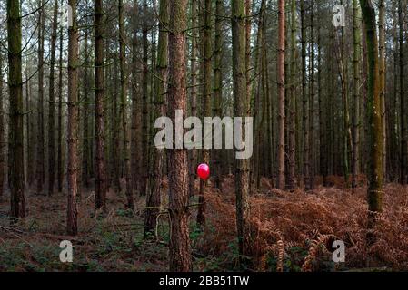 Un singolo ballon rosa lone galleggiare in primo piano di una fitta pineta. Foto Stock