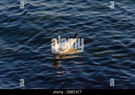 Un gabbiano mediterraneo ( Larus melanocephalus ) su una spiaggia in Alexandroupoli Grecia. I gabbiani stanno iniziando a perdere il loro piumaggio invernale come sprin Foto Stock