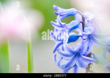 Splendidi dettagli sognanti dell'giacinto comune è anche chiamato giacca blu durante la stagione primaverile in Olanda Foto Stock