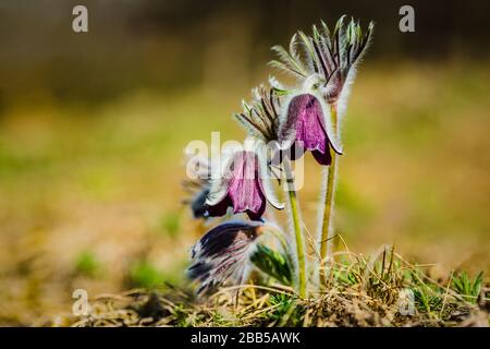 Groppa di bellissimi fiori di vento, anemone prato, fiori di pasque con coppa viola scuro come fiore e peloso fusto che cresce nel prato in una giornata di primavera. Foto Stock