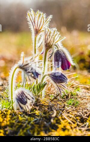 Groppa di fiori di vento, anemone prato, fiori di pasque con coppa viola scuro come fiore e peloso fusto che cresce nel prato in una luminosa giornata di sole primaverile, Foto Stock