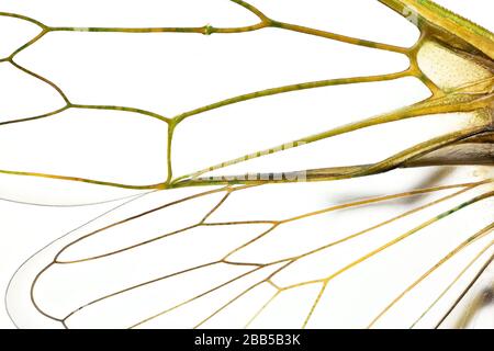 Primo piano sull'ala di una cicada da un collegamento colelction Foto Stock