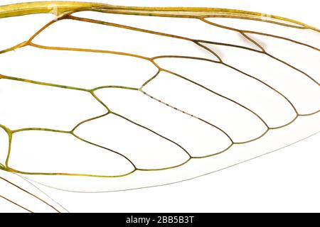 Primo piano sull'ala di una cicada da un collegamento colelction Foto Stock