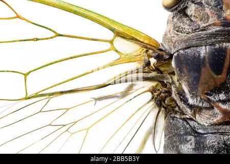 Primo piano sull'ala di una cicada da un collegamento colelction Foto Stock