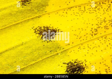 Primo piano sulle ali di una farfalla di erba medica Foto Stock